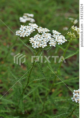 植物：黃芪科 34315824