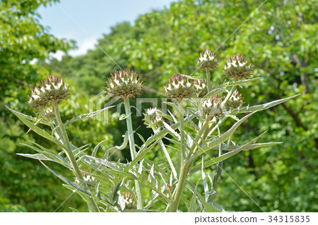 植物:Cardon chrysanthemum 植物:Cardon chrysanthemum 34315835