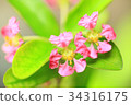 Acerola花 34316175