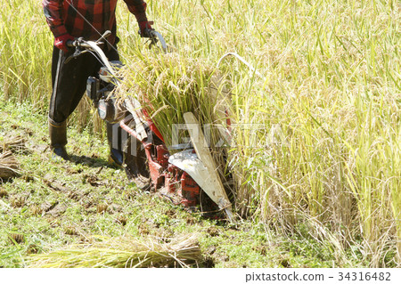水稻收割機械 34316482