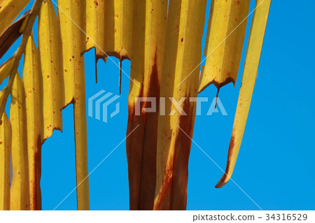 coconut leave, Arecaceae,Palmae,plant with the blu 34316529