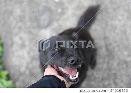 狗 狗 34316553