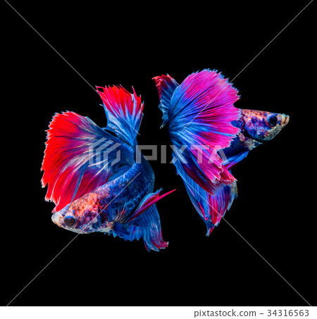 Betta splendens, siamese fighting fish isolated  34316563