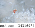 Whitened anemone and anemone fish 34316974