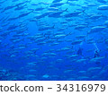 Flock of gingamames 34316979