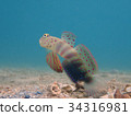 Hover's hovering 34316981