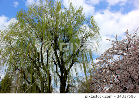 The willow and the cherry blossoms of Myoshoji Park (1) 34317596