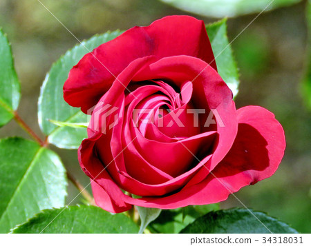 Thornhill red rose 2017 Thornhill red rose 2017 34318031