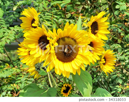 Thornhill sunflowers 2017 Thornhill sunflowers 2017 34318033