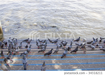 Many pigeons On the river floor 34318211
