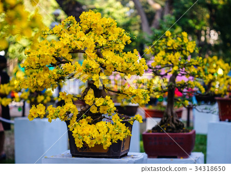 Ochna integerrima flowers at spring time 34318650