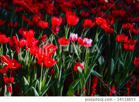 Tulip flowers under sun light 34318653