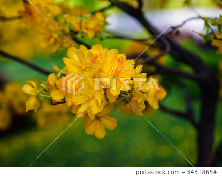 Ochna integerrima flowers at spring time Ochna integerrima flowers at spring time 34318654