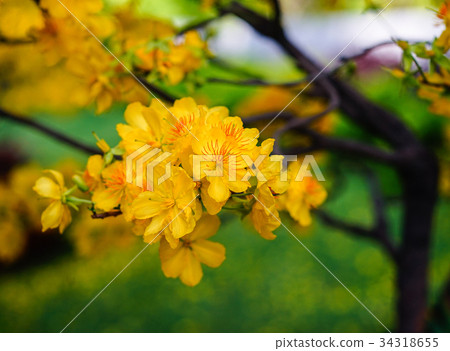 Ochna integerrima flowers at spring time Ochna integerrima flowers at spring time 34318655