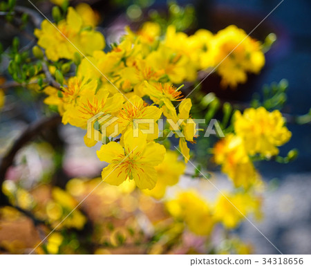 Ochna integerrima flowers at spring time Ochna integerrima flowers at spring time 34318656