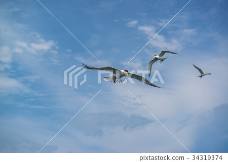 鳳頭燕鷗 鳳頭燕鷗 34319374