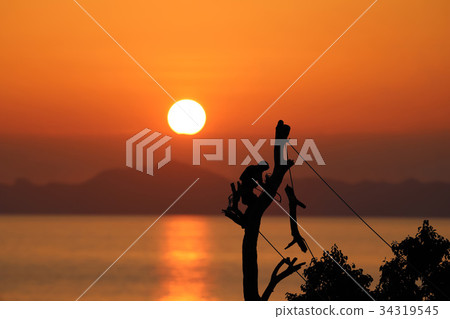Local tree climber is cutting a branch by hand saw Local tree climber is cutting a branch by hand saw 34319545