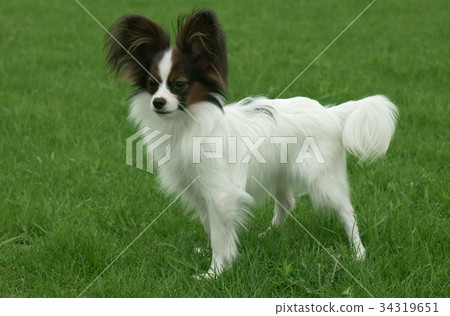Beautiful young male dog Continental Toy Spaniel Beautiful young male dog Continental Toy Spaniel 34319651