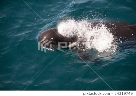 Long-finned Pilot Whales 34319749