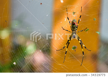 Girl spider Girl spider 34319773
