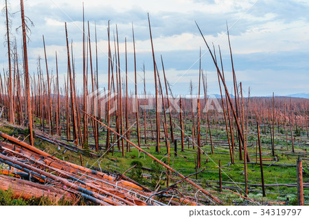 Dead Tree Trunks in the Red light of the sun 34319797