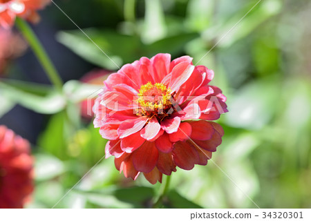 Zinnia (Besshi) Zinnia (Besshi) 34320301