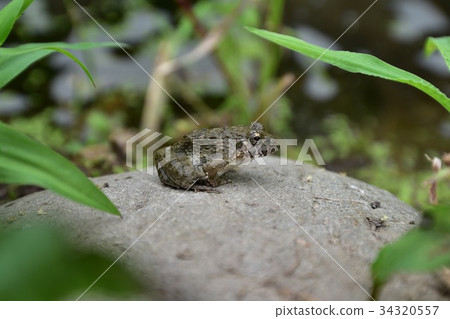 On the stone...frog 34320557