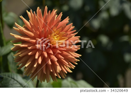 Dahlia Dahlia 34320649