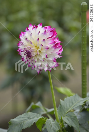 Dahlia Dahlia 34320688