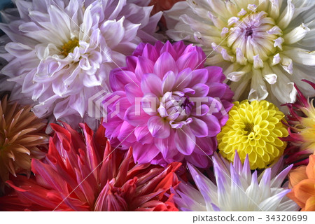 Dahlia Dahlia 34320699