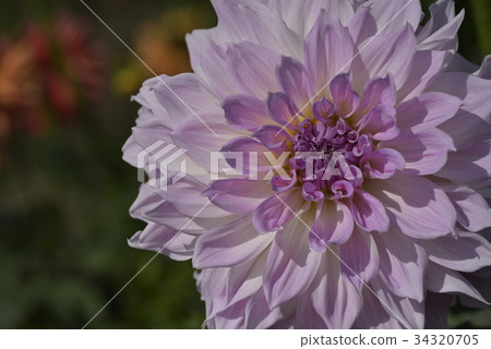 Dahlia 34320705