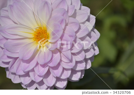 Dahlia 34320706