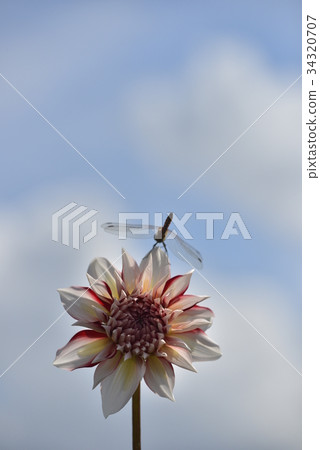 Dahlia 34320707