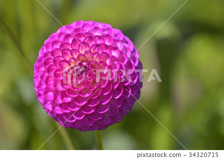 Dahlia Dahlia 34320715
