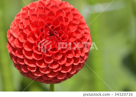 Dahlia Dahlia 34320716
