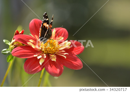 Dahlia Dahlia 34320717