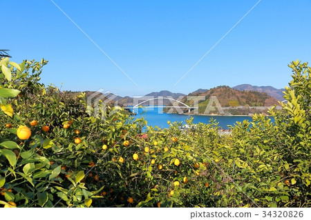 Setonai lemon 34320826