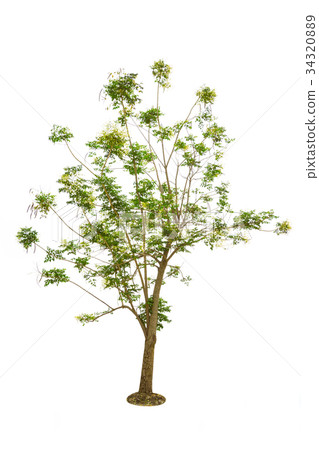 Millingtonia hortensis tree on white background. Millingtonia hortensis tree on white background. 34320889