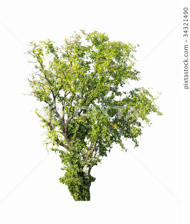 Trees isolated on white background 34321490