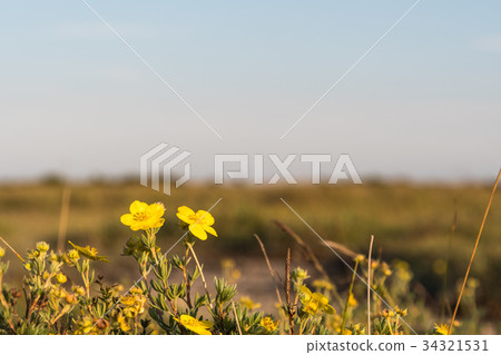 Golden colored flowers closeup Golden colored flowers closeup 34321531