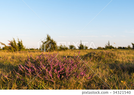 Blossom heather plant 34321540