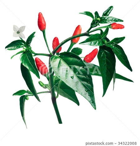 Pequin piquin chile pepper plant, paths 34322008