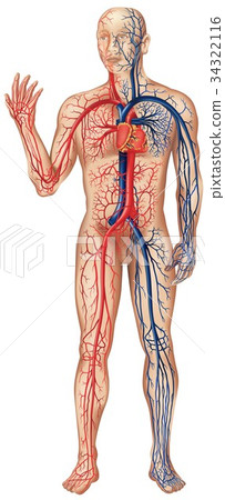 Circulation Of Blood Circulation Of Blood 34322116