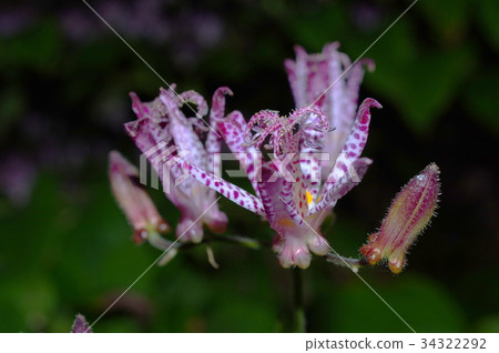 炎熱的夜晚 34322292