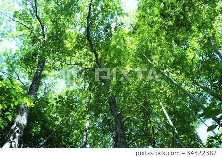 Trees extending to the sky Trees extending to the sky 34322382