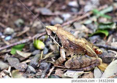 Frog and acorn Frog and acorn 34322699