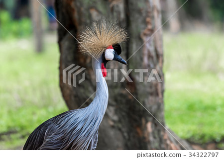 Beautiful grey crowned crane (Balearica regulorum) 34322797