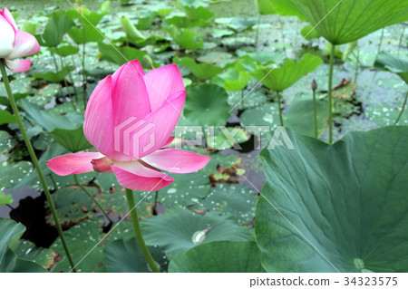 蓮花 蓮花 34323575