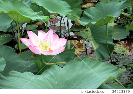 蓮花 蓮花 34323579