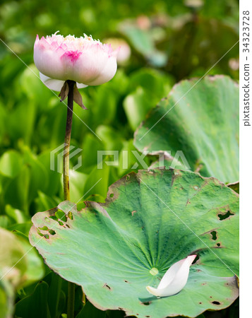 Water lotus Water lotus 34323728